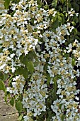 VIBURNUM PLICATUM LANARTH