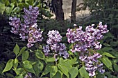 SYRINGA VULGARIS CHARLES JOLY