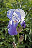 IRIS SIBIRICA