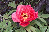 PAEONIA SUFFRUCTICOSA TAISHO NO HOKORI