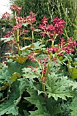 RHEUM PALMATUM RUBRUM