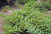 POLYGONATUM BIFLORUM