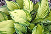 HOSTA FORTUNEI ALBOPICTA