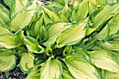 HOSTA FORTUNEI ALBOPICTA