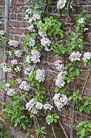 TRAINED_APPLE_TREE_IN_BLOSSOM_ARTHUR_TURNER