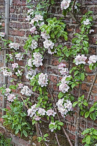 TRAINED_APPLE_TREE_IN_BLOSSOM_ARTHUR_TURNER