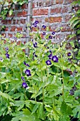 GERANIUM PHAEUM LILY LOVELL