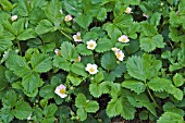 STRAWBERRY ROSETTA IN FLOWER