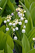 CONVALLARIA MAJALIS,  LILY OF THE VALLEY