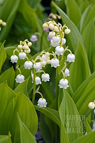CONVALLARIA_MAJALIS__LILY_OF_THE_VALLEY