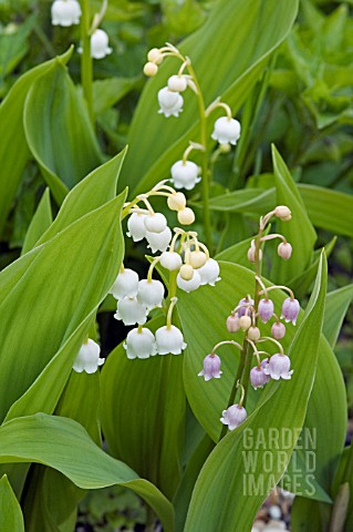 CONVALLARIA_MAJALIS__ROSEA__LILY_OF_THE_VALLEY