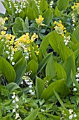 PRIMULA ELATIOR AND CONVALLLARIA MAJALIS