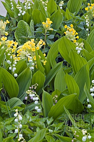 PRIMULA_ELATIOR_AND_CONVALLLARIA_MAJALIS