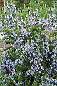 ROSMARINUS OFFICINALIS,  (ROSEMARY)