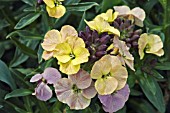 ERYSIMUM PLANTWORLD SERIES