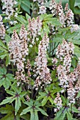 TIARELLA NINJA