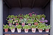 AURICULA THEATRE