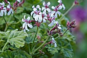 PELARGONIUM FRAGRANS VARIEGATUM