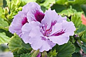 PELARGONIUM  LILIAN POTTINGER