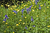 BLUEBELLS AND BUTTERCUPS