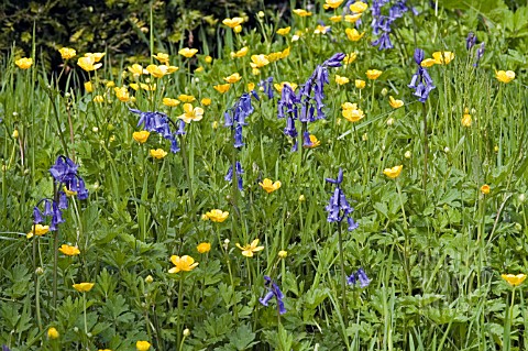 BLUEBELLS_AND_BUTTERCUPS