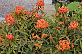 EUPHORBIA GRIFFITHII FIREGLOW