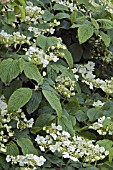 VIBURNUM PLICATUM LANARTH