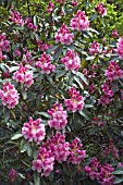 RHODODENDRON PINK PEARL