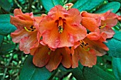 RHODODENDRON DICHROANTHUM SSP APODECTUM