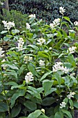 SMILACINA RACEMOSA