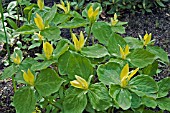 TRILLIUM LUTEUM