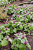 TRILLIUM CHLOROPETALUM VAR. GIGANTEUM