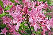 RHODODENDRON AUSTRINUM