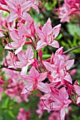 RHODODENDRON AUSTRINUM