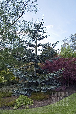 ABIES_PROCERA_GLAUCA