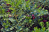 GAULTHERIA MUCRONATA