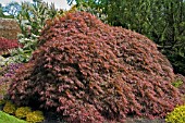 ACER PALMATUM DISSECTUM