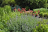 HERBACEOUS BORDER WITH IRIS QUEECHEE AND NEPETA RACEMOSA