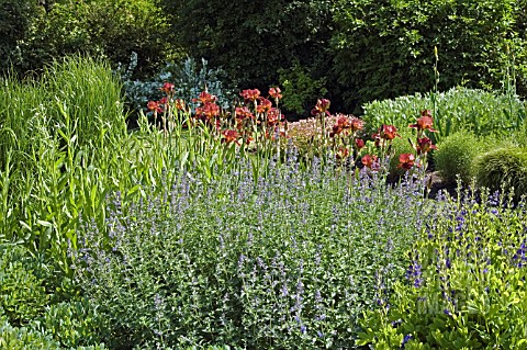 HERBACEOUS_BORDER_WITH_IRIS_QUEECHEE_AND_NEPETA_RACEMOSA
