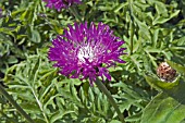 CENTAUREA DEALBATA STEENBERGII