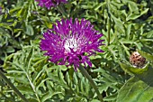 CENTAUREA DEALBATA STEENBERGII