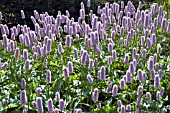 PERSICARIA BISTORTA SUPERBA