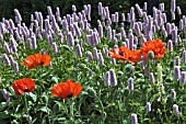 PERSICARIA BISTORTA AND PAPAVER ORIENTALE