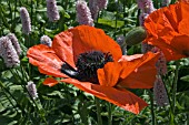 PAPAVER ORIENTALE