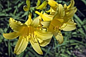 HEMEROCALLIS LILIOASPHODELUS