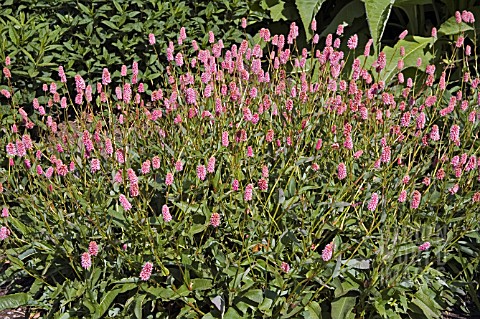 PERSICARIA_BISTORTA_SUBSP_CARNEA