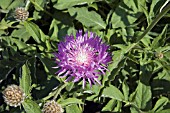 CENTAUREA DEALBATA JOHN COUTTS