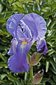 IRIS SIBIRICA