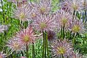 SEEDHEADS   PULSATILLA VULGARIS