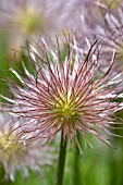 SEEDHEAD   PULSATILLA VULGARIS